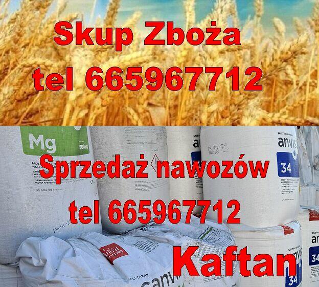 pszenżyto pszenica żyto jęczmień rzepak kukurydza