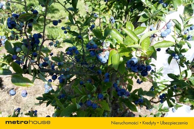 DZIAŁKA INWESTYCYJNA, REKREACYJNA, 5KM OD MORZA