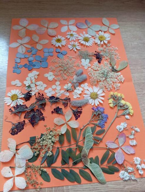 sprzedam ładne kwiaty suszone