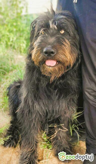 BRYTAN - 2 letni psiak w typie sznaucera szuka domu