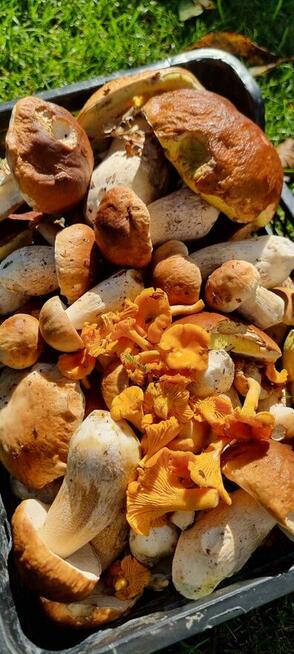 zielone szkoły, wycieczki szkolne, integracja, kolonie, lato