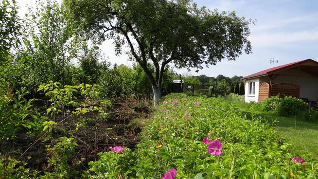 Piła Działka ROD 448m2 Różyckiego