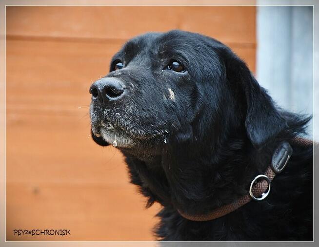 Hans – pragnienia takich psów się nie spełniają, a może?