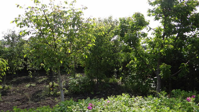 Piła Działka ROD 448m2 Różyckiego