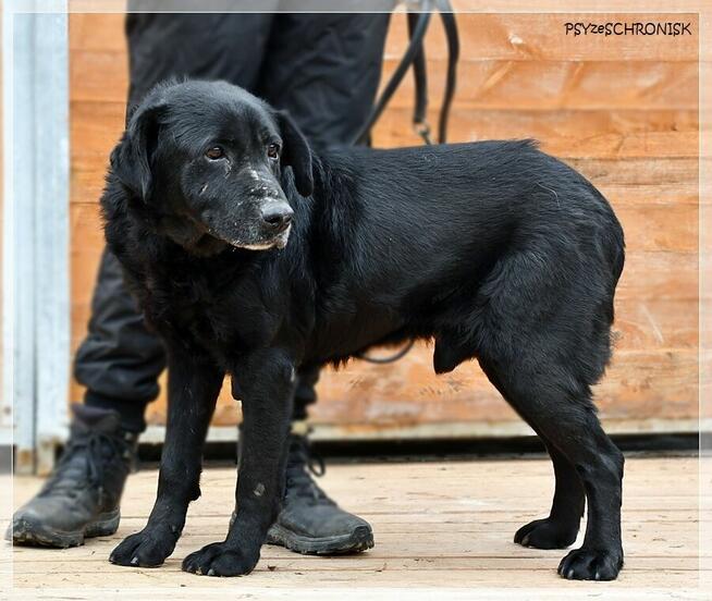 Hans – pragnienia takich psów się nie spełniają, a może?