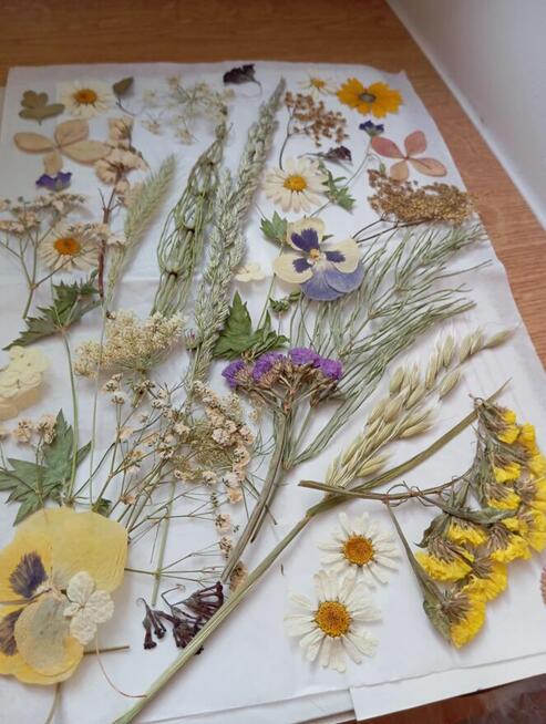 sprzedam ładne kwiaty suszone