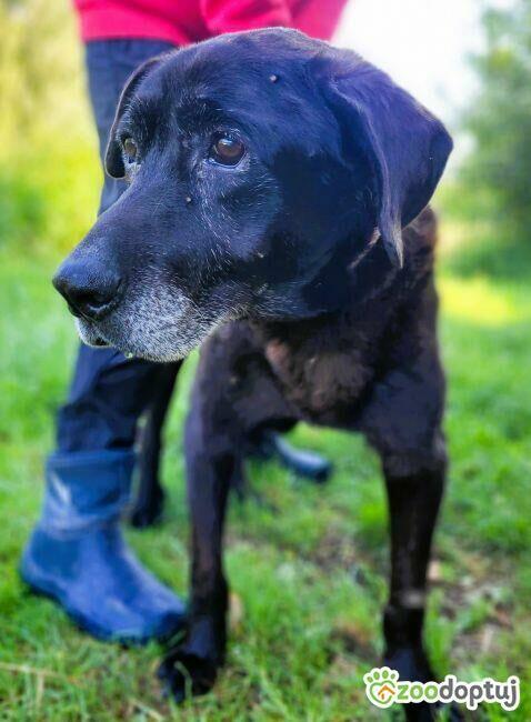 SENIOREK - staruszek błaga o godną jesień życia, ADOPTUJ
