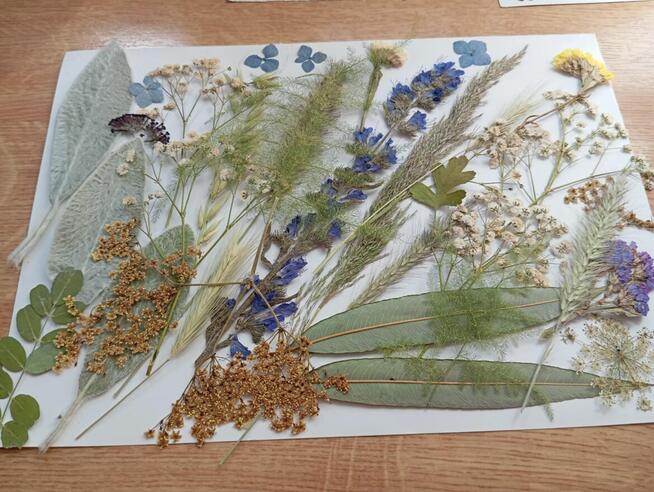 sprzedam ładne kwiaty suszone