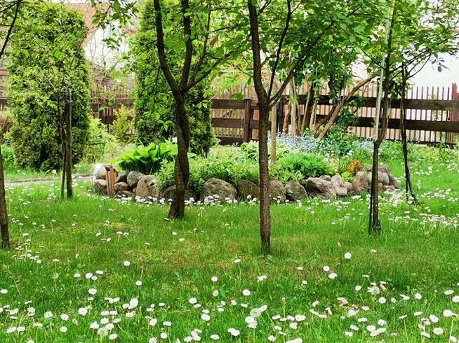 Działka ROD z domkiem