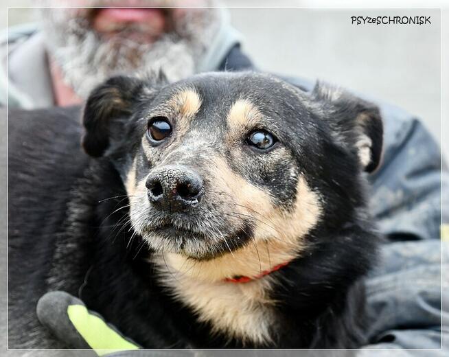 Oka – nieco nieśmiała, spokojna sunia na przychudych nóżkach
