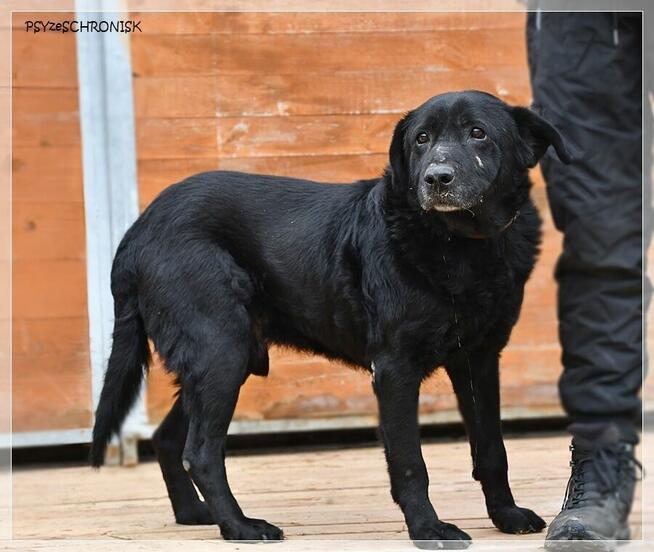 Hans – pragnienia takich psów się nie spełniają, a może?