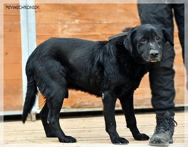 Hans – pragnienia takich psów się nie spełniają, a może?