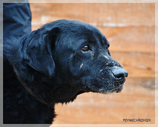 Hans – pragnienia takich psów się nie spełniają, a może?