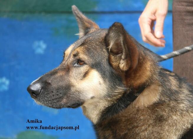 Amika przyjaciółka wilczyca