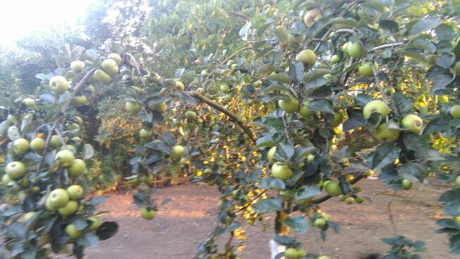 Sprzedaż owoców i warzyw własna uprawa