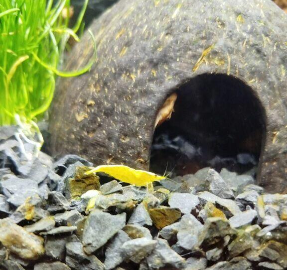 Oddam za darmo w dobre ręce zwierzątka akwariowe