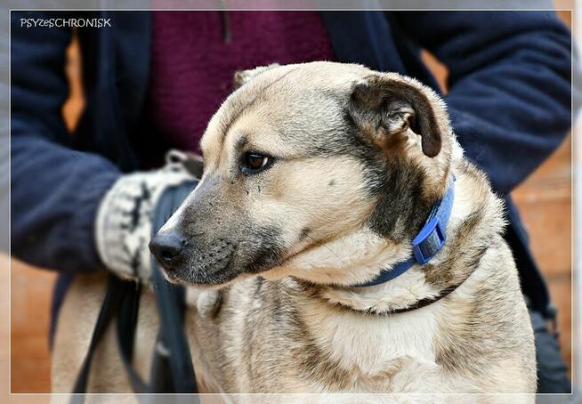 Bunia - spokojna, przyjazna suczka czeka na Twój dom