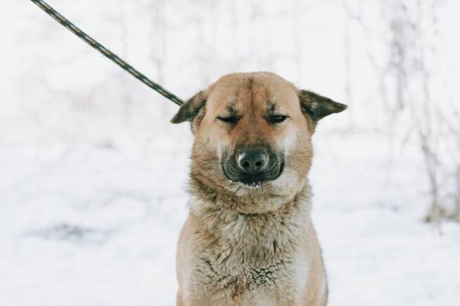 Doris - młoda, łagodna, niekonfliktowa sunia!