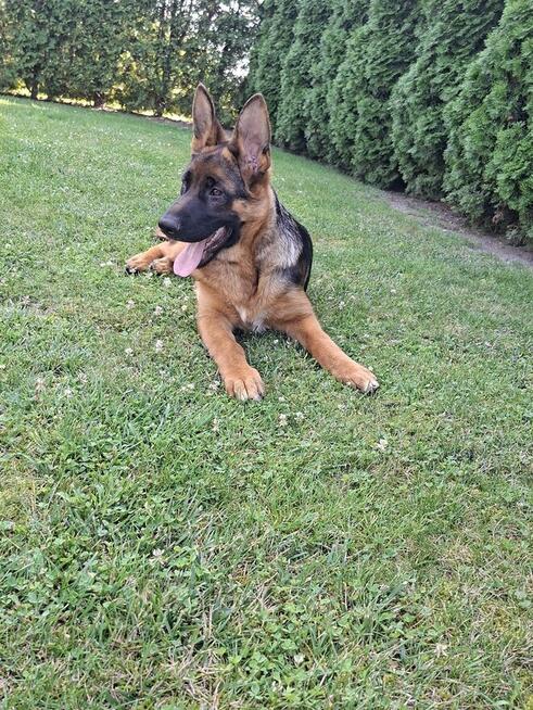 Sprzedam Owczarka Niemieckiego krótkowłosego