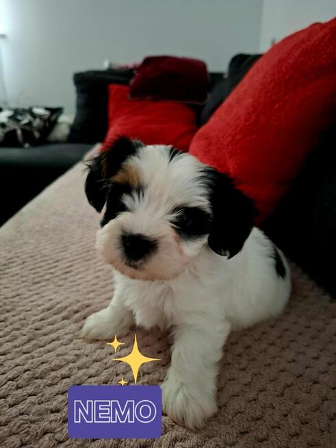 Biewer Yorkshire Terrier