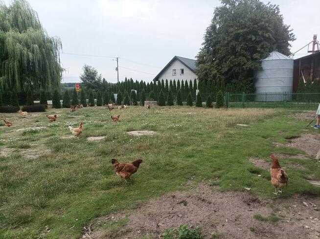 Sprzedam siedlisko NOWA TAŃSZA CENA