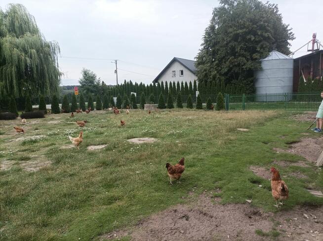 Sprzedam siedlisko NOWA CENA