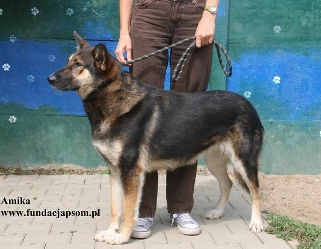 Amika przyjaciółka wilczyca