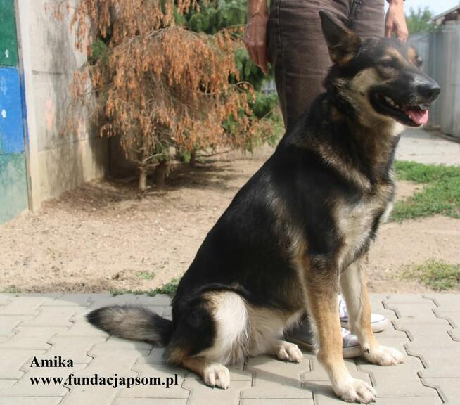 Amika przyjaciółka wilczyca