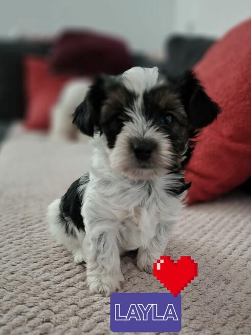 Biewer Yorkshire Terrier