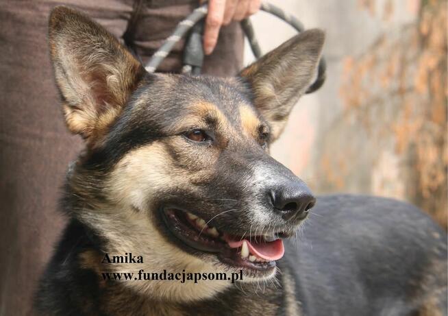 Amika przyjaciółka wilczyca