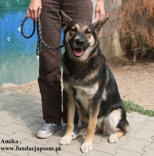 Amika przyjaciółka wilczyca