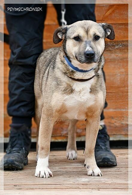 Bunia - spokojna, przyjazna suczka czeka na Twój dom