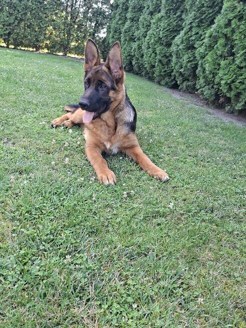 Sprzedam Owczarka Niemieckiego krótkowłosego