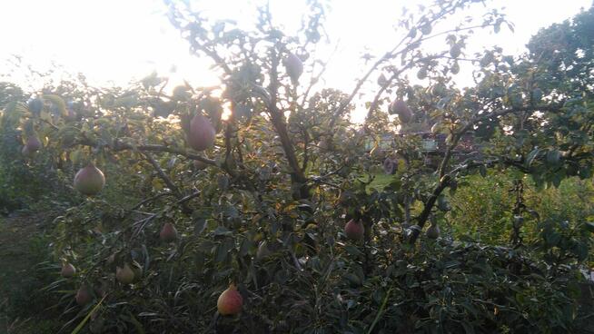 Sprzedaż owoców i warzyw własna uprawa