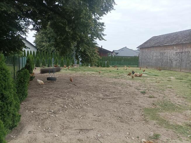 Sprzedam siedlisko NOWA TAŃSZA CENA