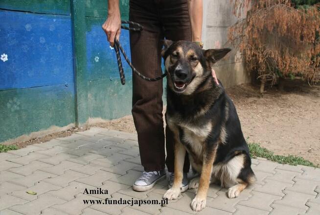 Amika przyjaciółka wilczyca