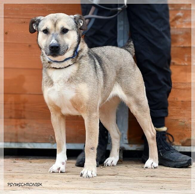 Bunia - spokojna, przyjazna suczka czeka na Twój dom
