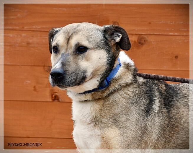 Bunia - spokojna, przyjazna suczka czeka na Twój dom