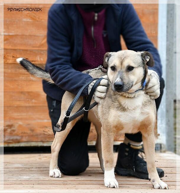 Bunia - spokojna, przyjazna suczka czeka na Twój dom