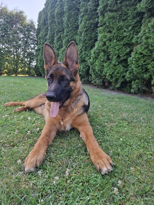 Sprzedam Owczarka Niemieckiego krótkowłosego