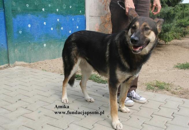 Amika przyjaciółka wilczyca