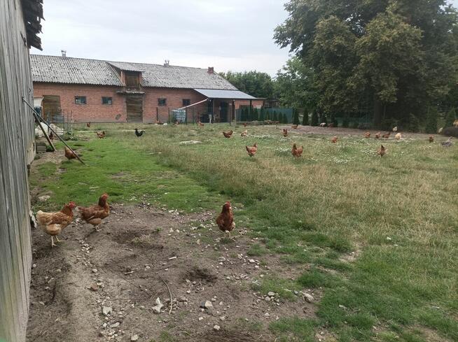 Sprzedam siedlisko NOWA TAŃSZA CENA