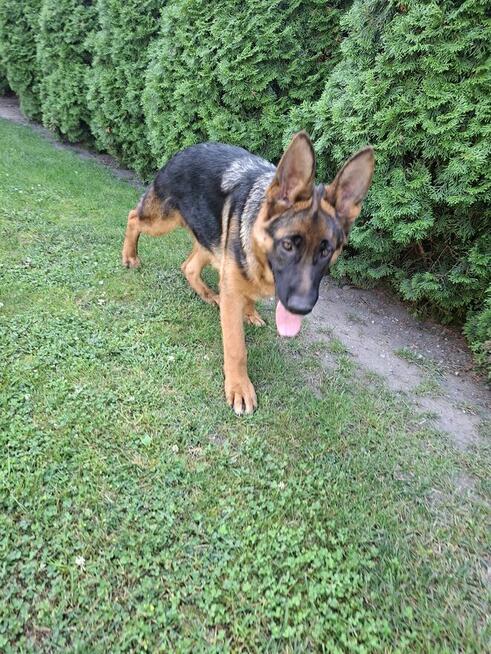 Sprzedam Owczarka Niemieckiego krótkowłosego