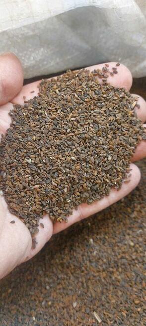 Facelia błekitna dla pszcół pożytek ładna plenna