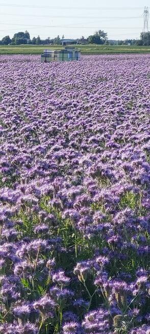 Facelia błekitna dla pszcół pożytek ładna plenna