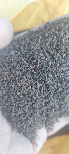 Facelia błekitna dla pszcół pożytek ładna plenna