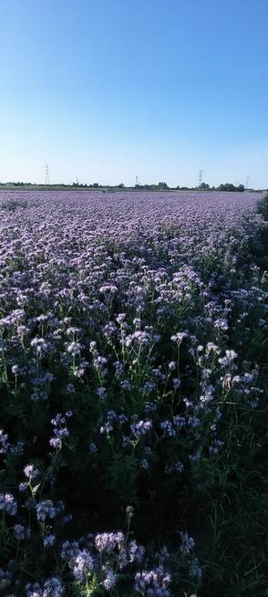 Facelia błekitna dla pszcół pożytek ładna plenna
