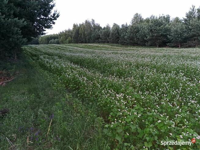 Gryka na popolon- nasiona