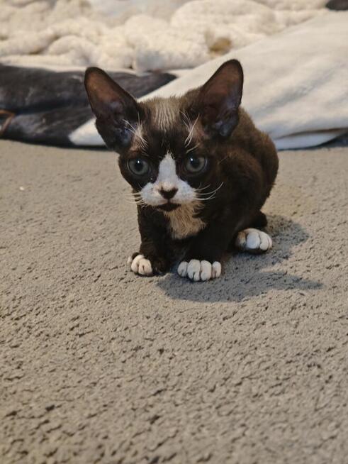 Kocurki Devon Rex