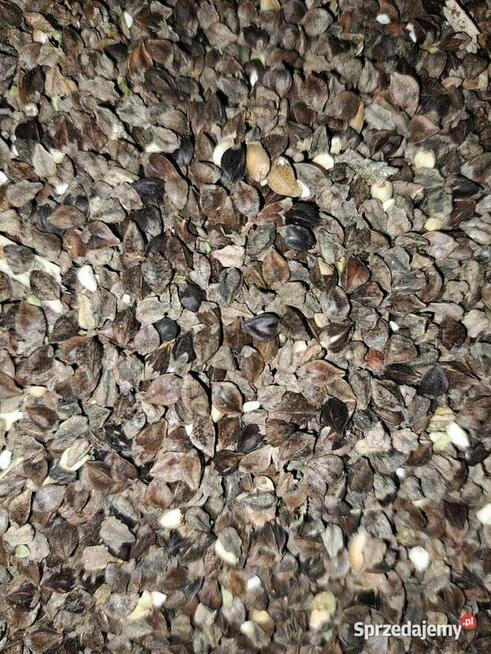 Gryka na popolon- nasiona